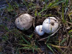 Amanita peckiana thumbnail 2