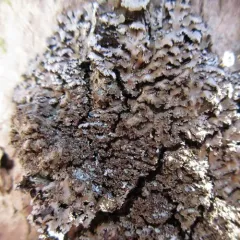 Physconia grumosa thumbnail 3