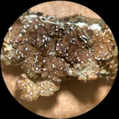 Punctelia stictica thumbnail 4