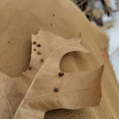 Polystepha globosa thumbnail 3