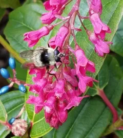 Red-tailed Bumblefly thumbnail 3
