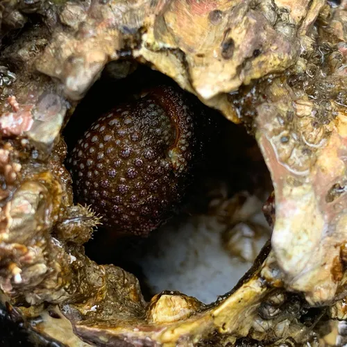 Granular Claw Crab