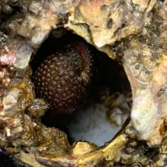 Granular Claw Crab thumbnail 1