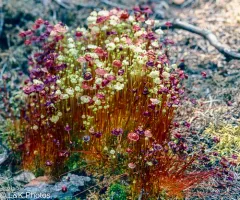 Brilliant Red Dung Moss thumbnail 2