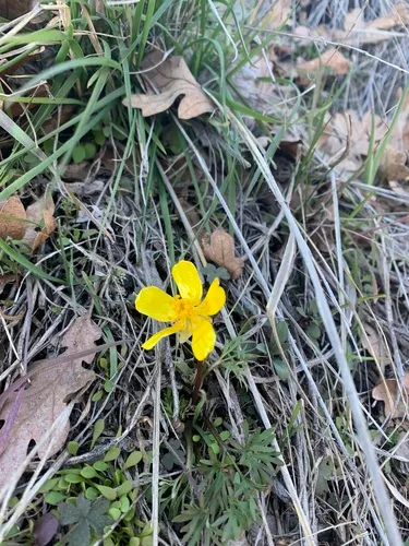 Dalles Mountain Buttercup