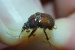 Eucanthus impressus thumbnail 2