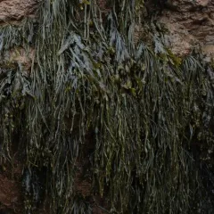 Knotted Wrack thumbnail 2