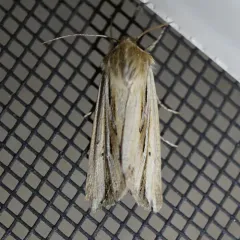 Wheat Head Armyworm thumbnail 3