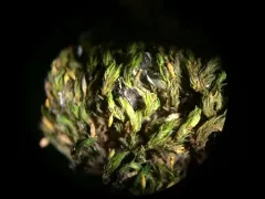 Lewinskya elegans thumbnail 1
