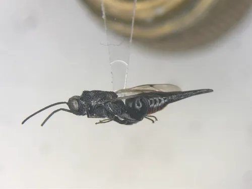 Phasgonophora sulcata