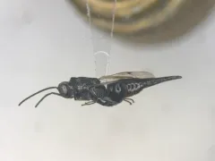 Phasgonophora sulcata thumbnail 1