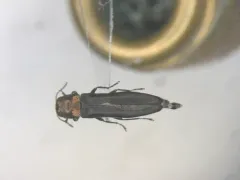 Agrilus arcuatus thumbnail 1