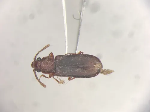 Pediacus fuscus