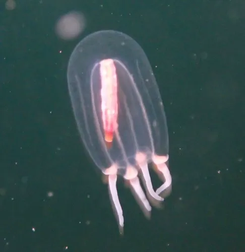 Euphysa flammea