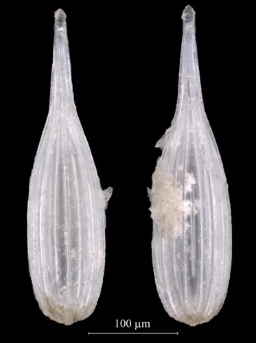 Lagena striata