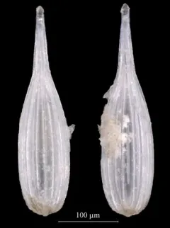 Lagena striata thumbnail 1