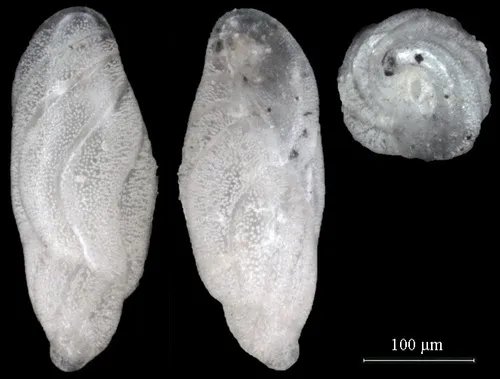 Buliminella elegantissima