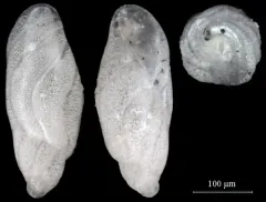 Buliminella elegantissima thumbnail 1