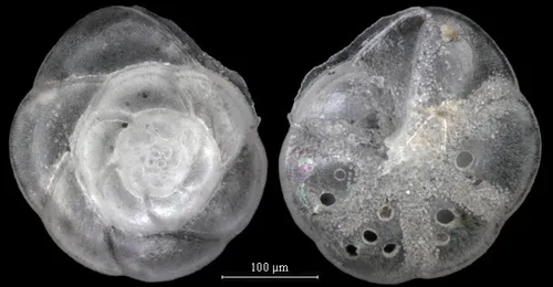 Buccella inusitata