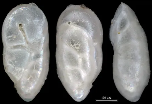 Robertinoides charlottensis