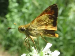 Taxiles Skipper thumbnail 2