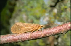 Ptilostomis semifasciata thumbnail 2