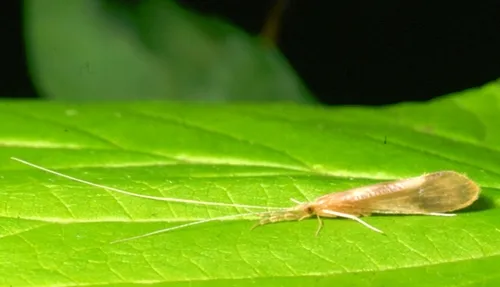 Bordered Long-horned Caddisfly