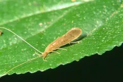 Inconspicuous Long-horned Caddisfly thumbnail 1