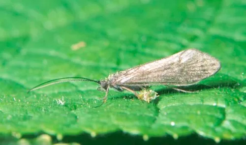 Apatania zonella