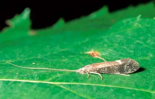 Ceraclea cancellata