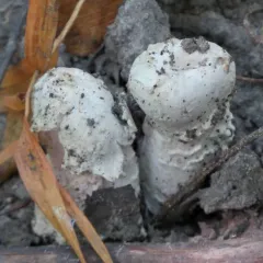 Amanita Mold thumbnail 2