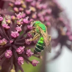 Silky Striped Sweat Bee thumbnail 1