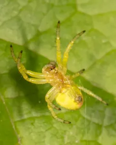Araniella proxima thumbnail 3