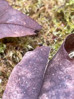 Toothless Chrysalis-snail thumbnail 3