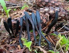 plain earthtongue thumbnail 2