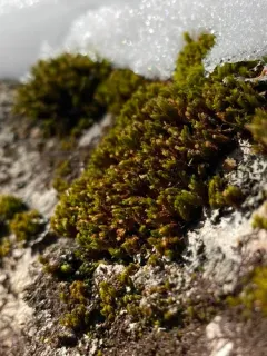Orthotrichum ohioense thumbnail 1