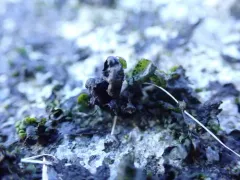 Prasiola borealis thumbnail 1