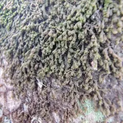 New York Scalewort thumbnail 4