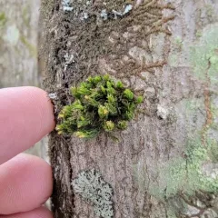 Dark-green Bristle Moss thumbnail 3