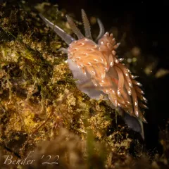 Boston Facelina thumbnail 2