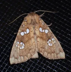 Ash Shoot Borer Moth thumbnail 3