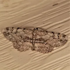 Pale-winged Gray thumbnail 3