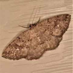 Pale Homochlodes Moth thumbnail 3