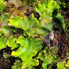 flaky freckle pelt lichen thumbnail 3