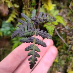 goldback fern thumbnail 3