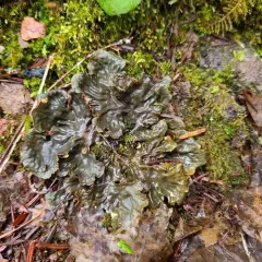 membranous pelt lichen thumbnail 2