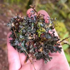 Sticta rhizinata thumbnail 3
