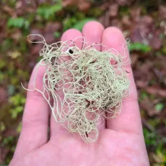 Vancouver Witch's Hair Lichen thumbnail 2