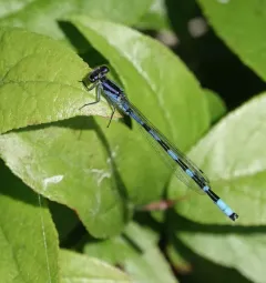 Little Bluet thumbnail 4