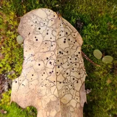 Map Fungus thumbnail 4